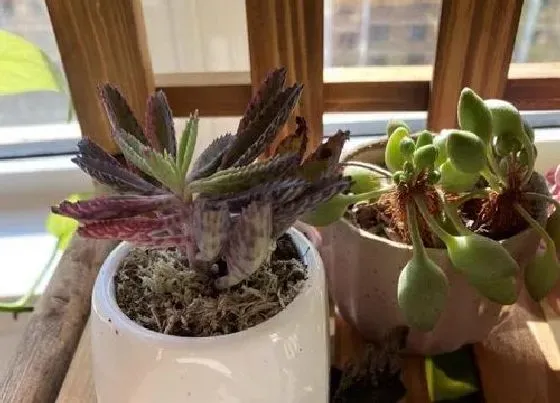 种植长叶|不死鸟叶子不长小芽怎么办