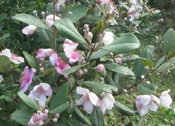 植物百科|稔是什么植物类别