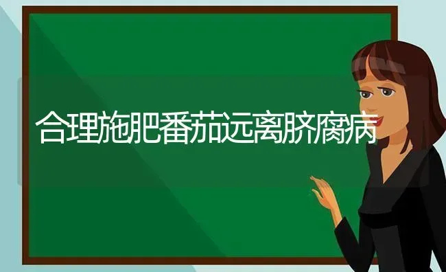 合理施肥番茄远离脐腐病 | 种植肥料施肥