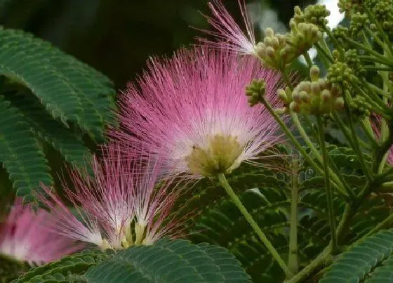 开花时间|芙蓉树什么时候开花 开花的季节是几月