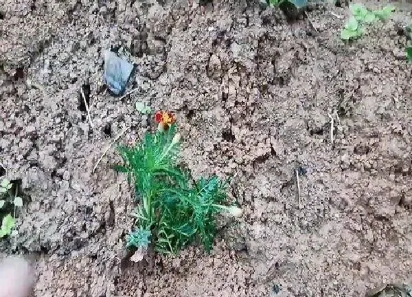 植物扦插|万寿菊可以扦插吗