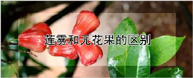 莲雾和无花果的区别 | 种植资料