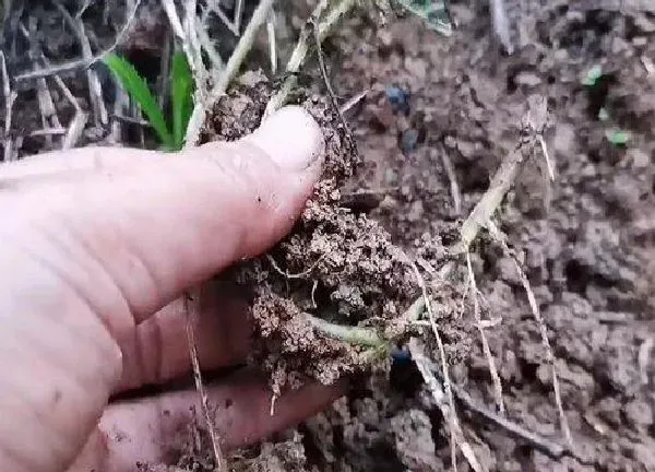 植物扦插|万寿菊可以扦插吗