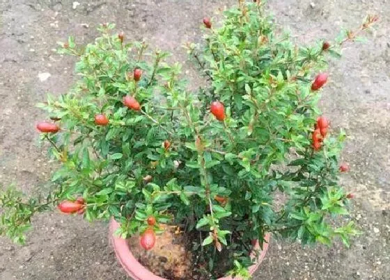 植物排行|石榴树苗什么品种最好