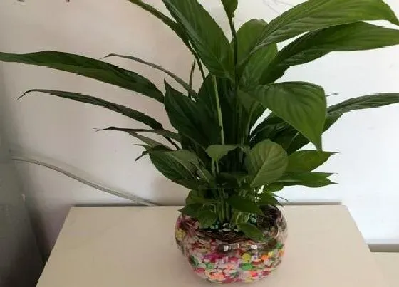 植物百科|水养花期长的花卉有哪些