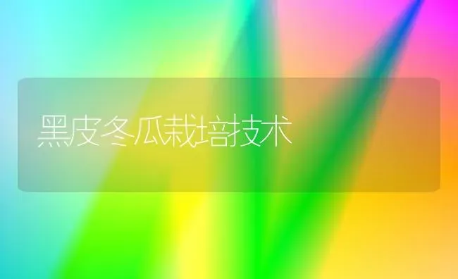 黑皮冬瓜栽培技术 | 蔬菜种植