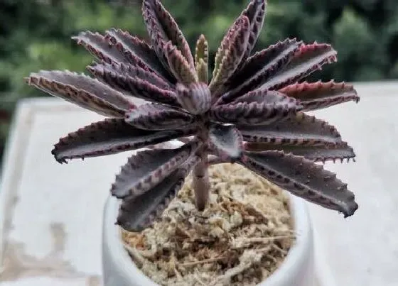 种植长叶|不死鸟叶子不长小芽怎么办