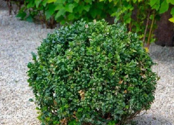 养殖科普|黄杨怕太阳晒吗