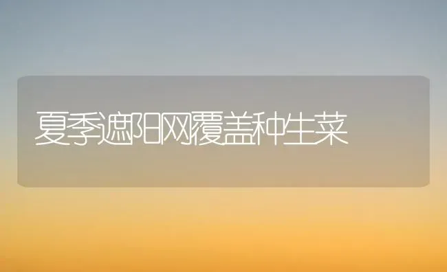 夏季遮阳网覆盖种生菜 | 蔬菜种植