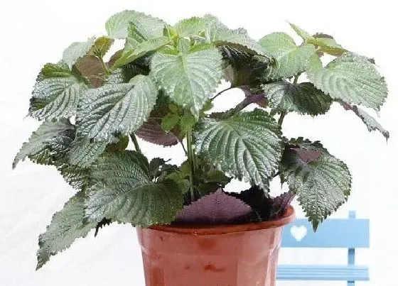 植物繁殖|紫苏怎么繁殖方法和注意事项