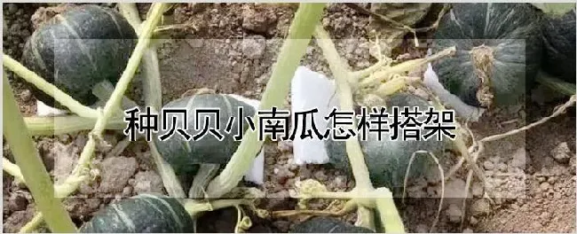 种贝贝小南瓜怎样搭架 | 自然知识