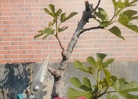植物修剪|无花果夏天可以剪枝吗 什么时间剪最好