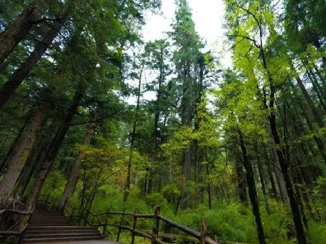 植物产地|历经修复4年 美丽的九寨沟全域恢复开放