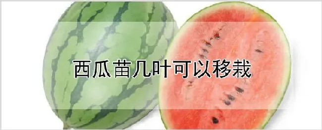 西瓜苗几叶可以移栽 | 种植资料