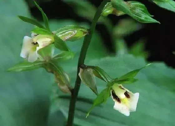 植物种类|国家保护植物兰花品种（我国野生兰花保护植物名录）