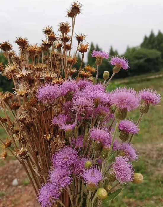 花卉百科|代表温暖的花