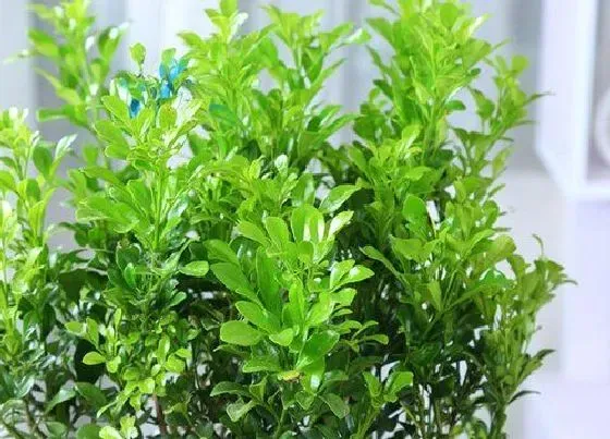 植物毒性|米兰花有毒吗 能在家里养吗