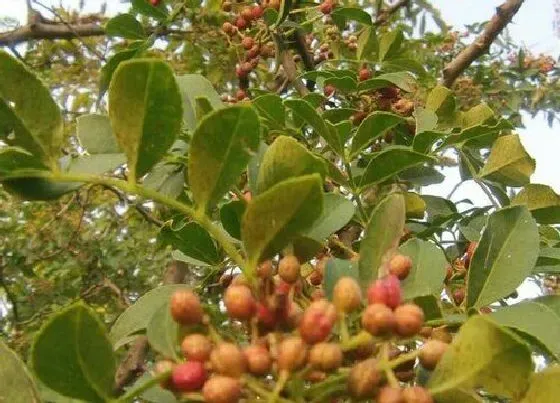 植物播种|花椒什么时候播种