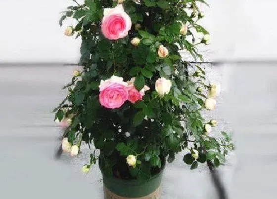植物排行|长藤的植物有哪些