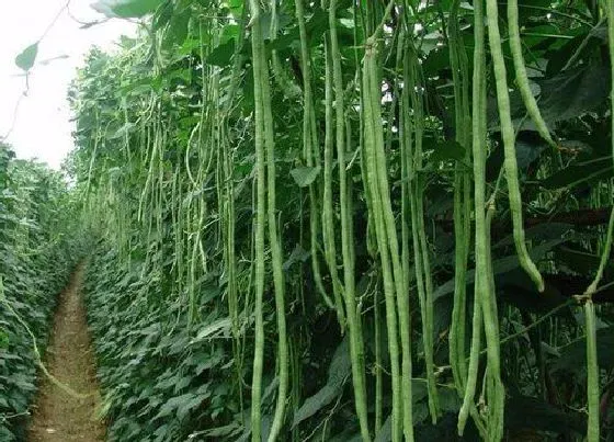 植物排行|豇豆什么品种最好