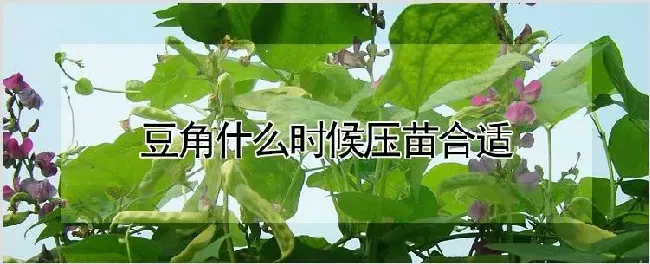 豆角什么时候压苗合适 | 农业科普