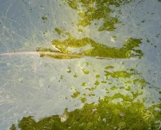 植物百科|水绵是什么植物类别 属于什么科植物