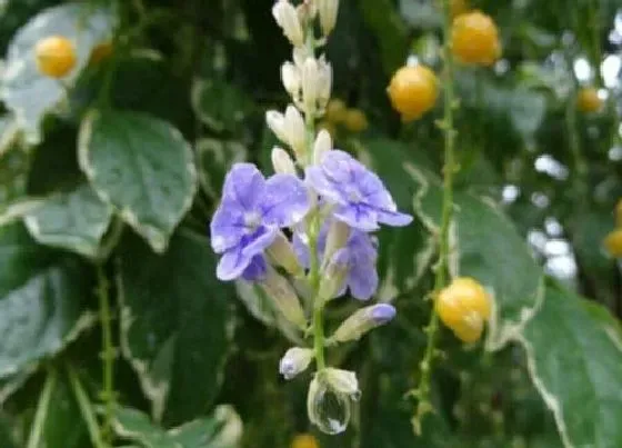 开花时间|假连翘什么时候开花