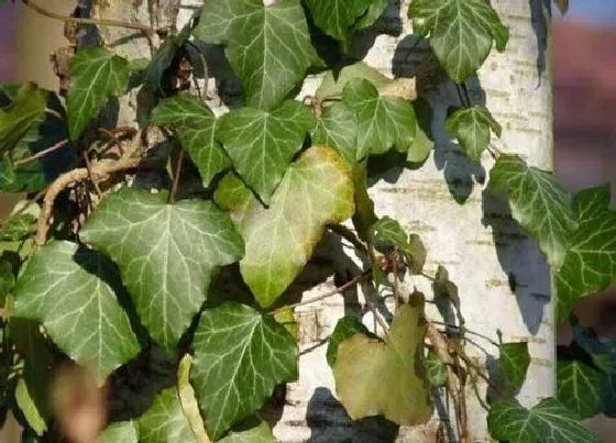植物百科|常春藤属于什么植物类型