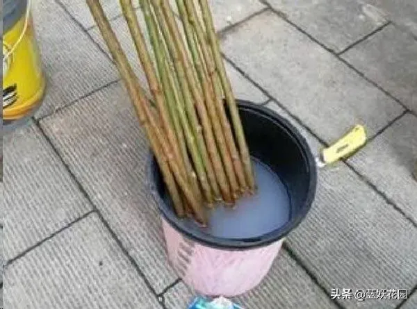 植物嫁接|棒棒糖月季用什么树桩嫁接的，棒棒糖怎么嫁接成活率高）