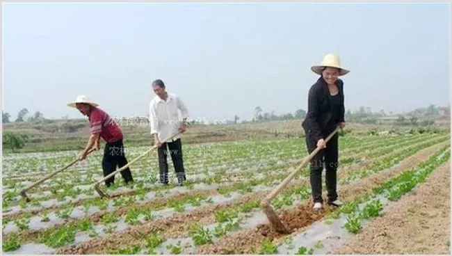 黑花生栽培技巧及注意事项 | 种植资料