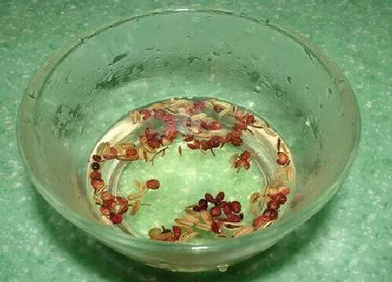植物泡水|花椒可以泡水喝吗