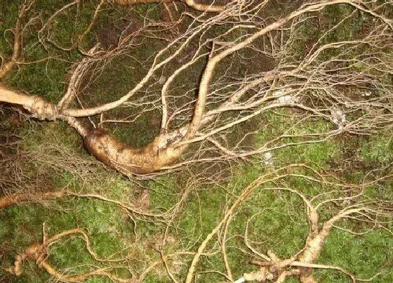 植物产地|长白参是哪里的特产