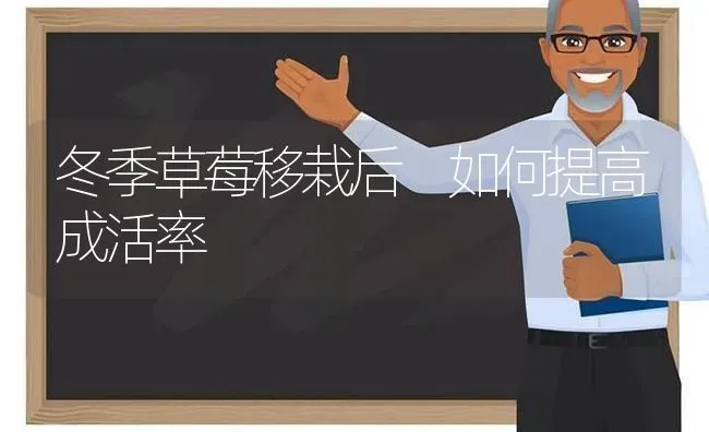 冬季草莓移栽后 如何提高成活率 | 瓜果种植