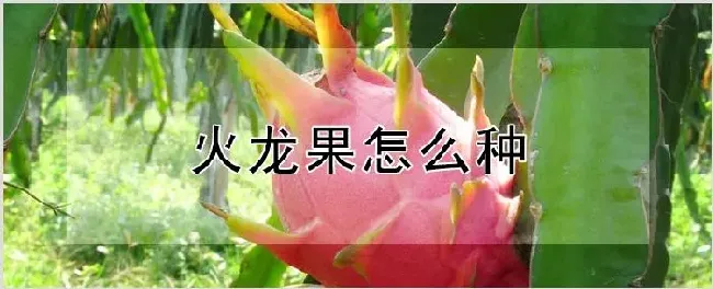 火龙果怎么种 | 种植资料