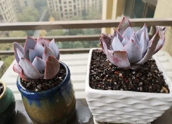 植物换土|多肉植物怎么换土换盆