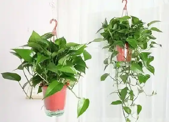 花卉趣闻|绿萝是花还是草