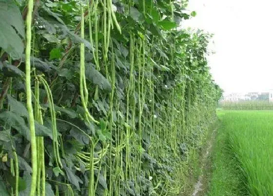 植物排行|豇豆什么品种最好