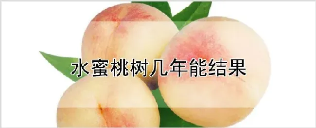 水蜜桃树几年能结果 | 养殖技术