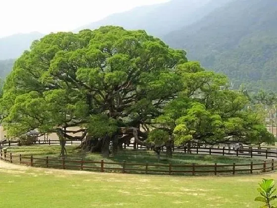 生长环境|榕树生长在哪里 喜欢长在什么地方