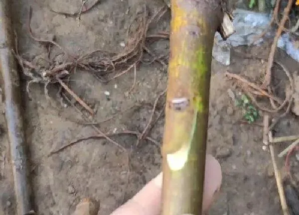 植物发芽|无花果芽接最佳时间和技术方法