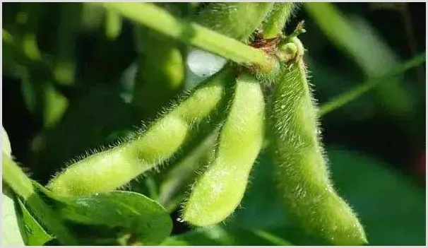 大豆菌核病的发病症状、发病条件及预防措施 | 种植资料