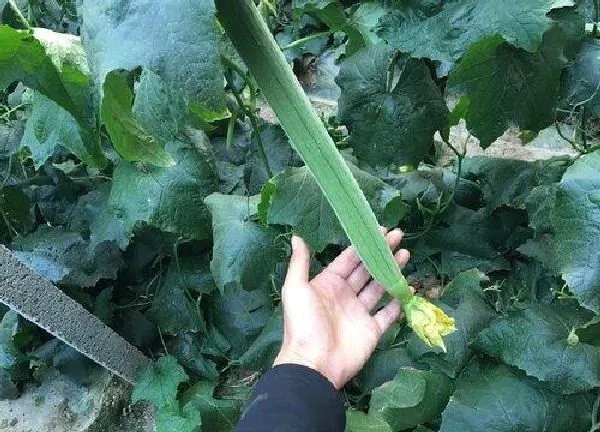 植物浇水|丝瓜需要每天浇水吗