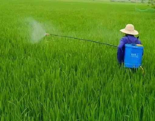 喷药|喷洒农药的正确方法（喷施农药的正确操作效果翻倍）