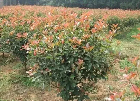 植物种类|红叶石楠球是乔木还是灌木植物