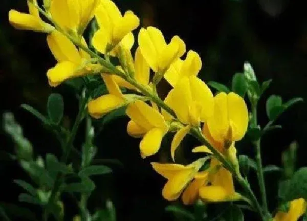 养殖方法|金雀花怎么养长的好