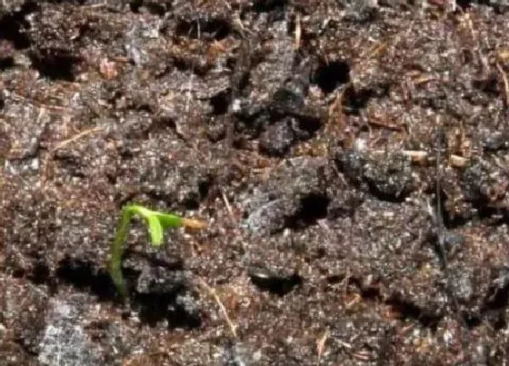 植物育苗|蓝莓种子催芽方法，图片） 种子育苗方法与步骤