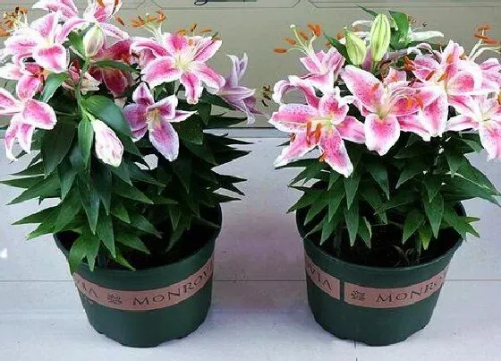植物百科|百合是什么季节的菜