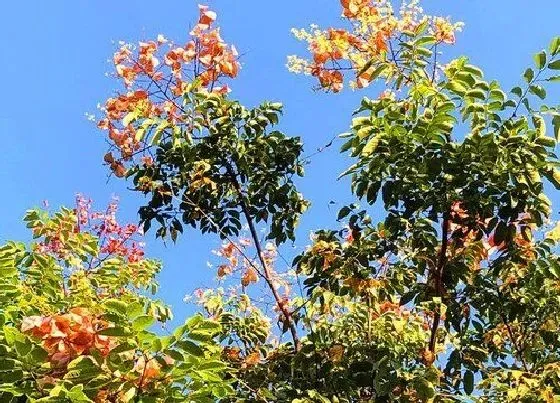 植物种类|栾树是什么树 又叫什么树