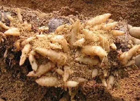 生长环境|怎样挑选天麻最好 天麻怎么区分质量好坏