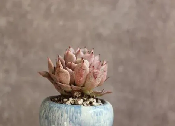植物百科|多肉植物开花吗 开花什么样子
